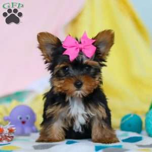 Callie, Yorkie Puppy